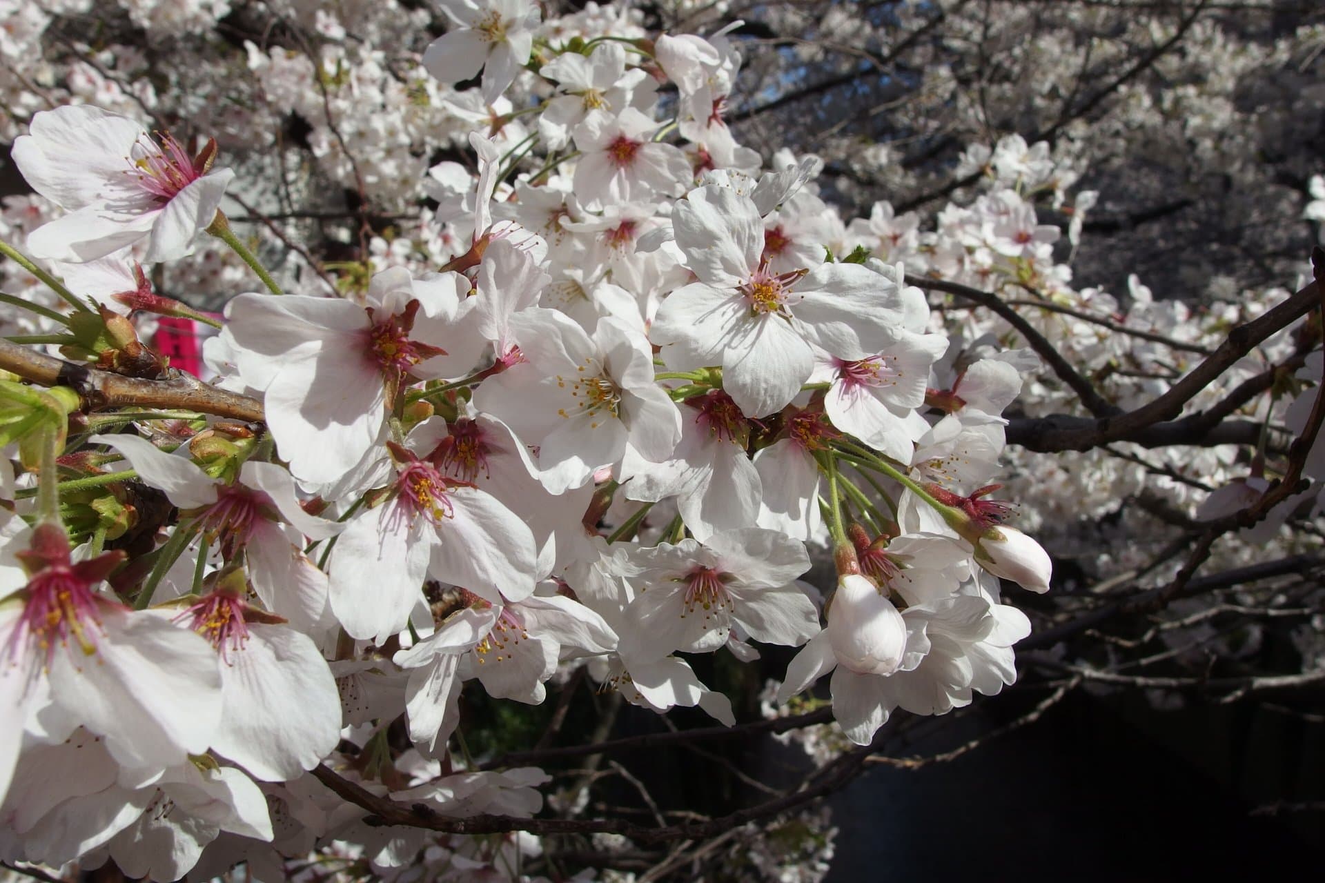 Cherry blossoms in bloom along the Meguro River in Tokyo