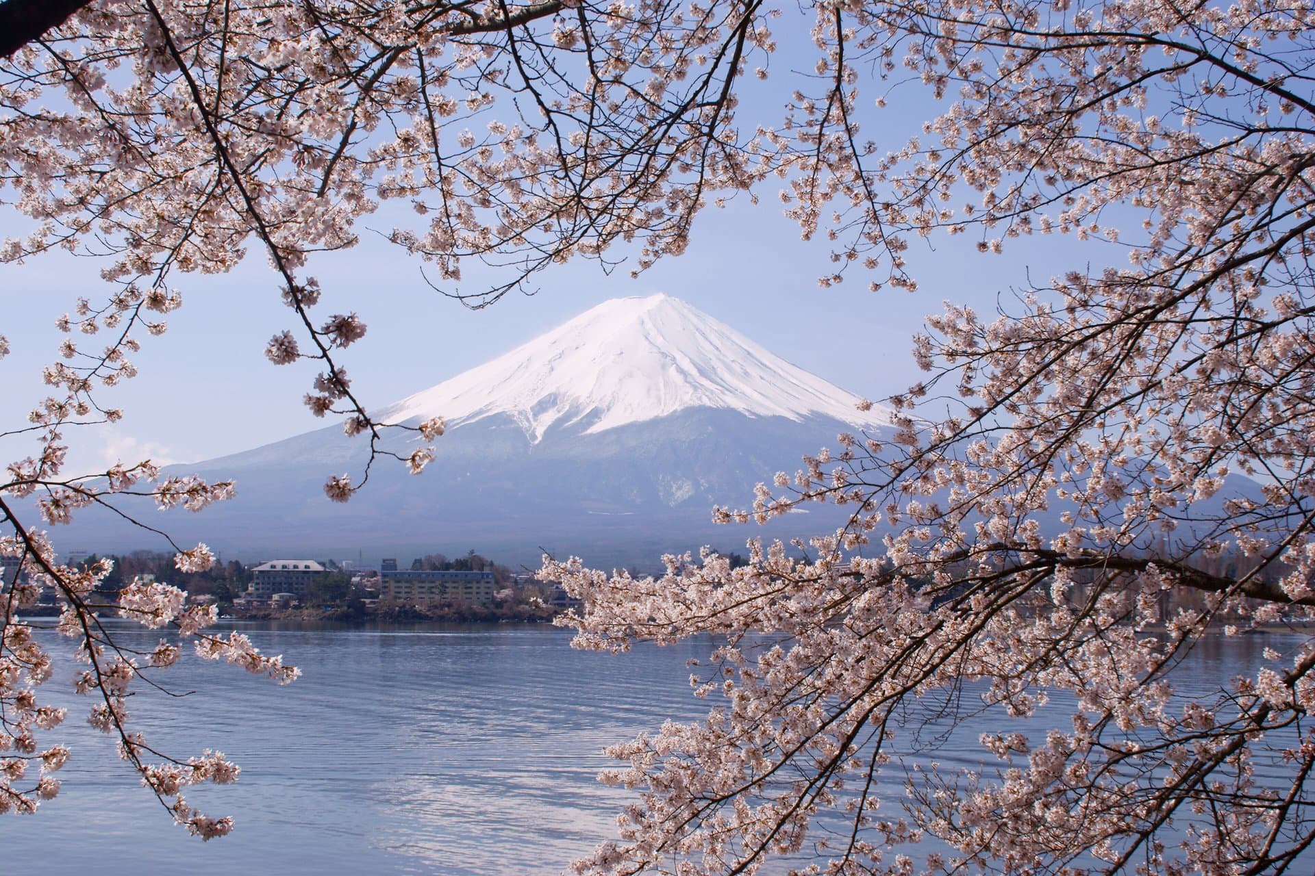 Mount Fuji behind cherry blossoms at Lake Kawaguchiko