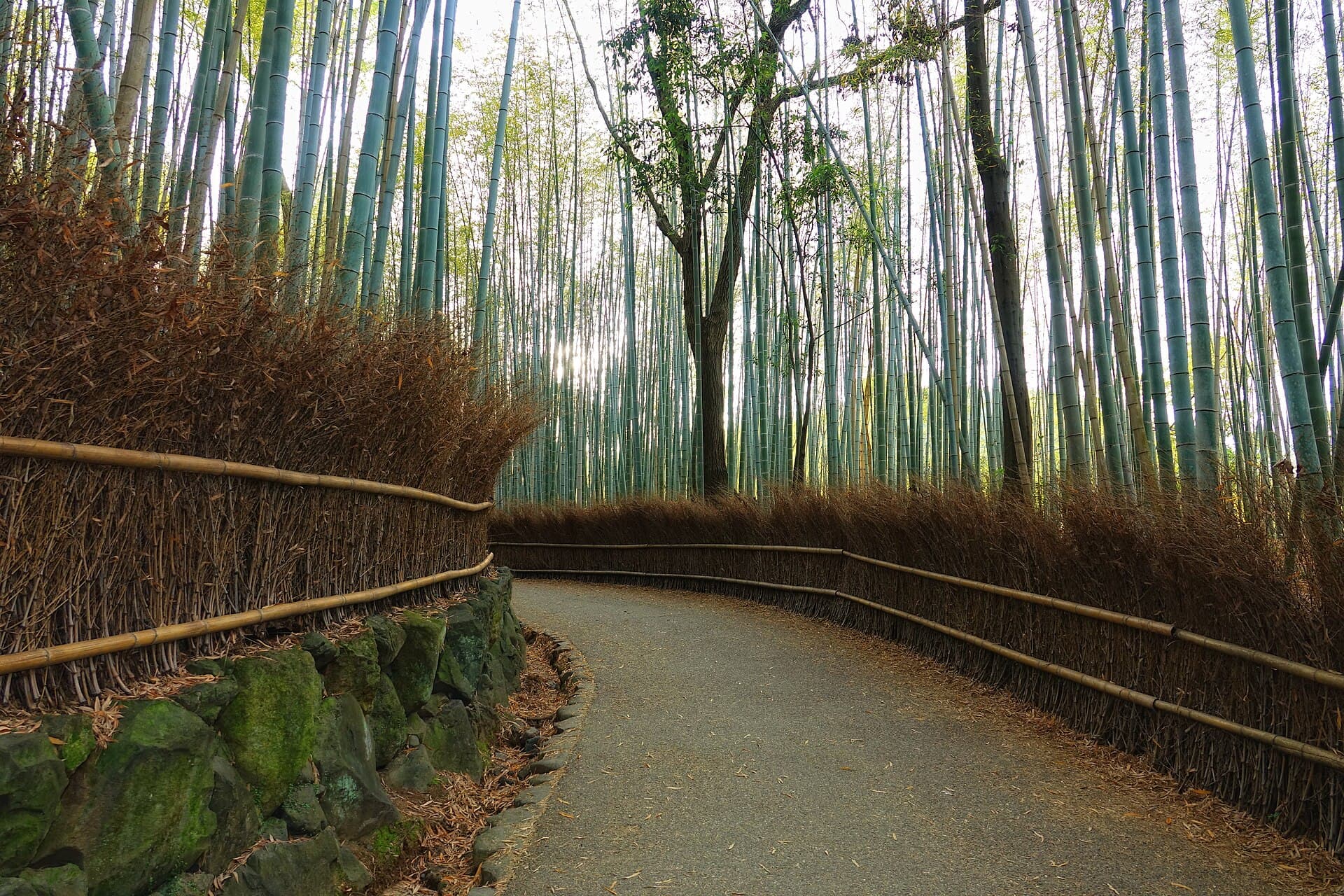 A path through Arashiyama’s tall bamboo grove