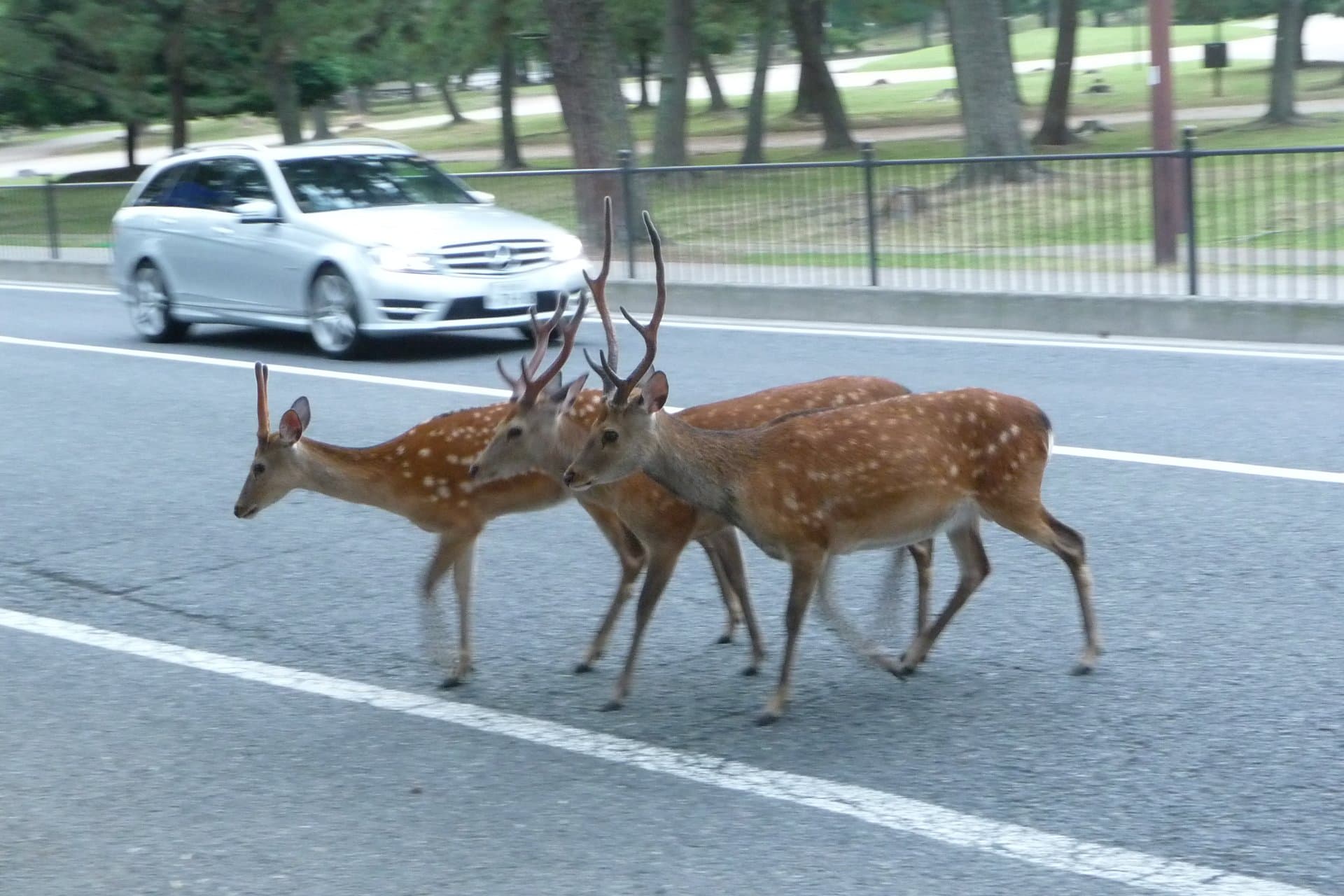 Deer walking along a road near Todai-ji in Nara